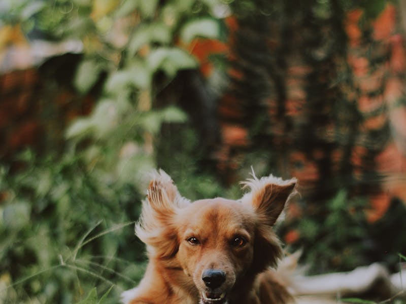 pexels-photo-939523-1